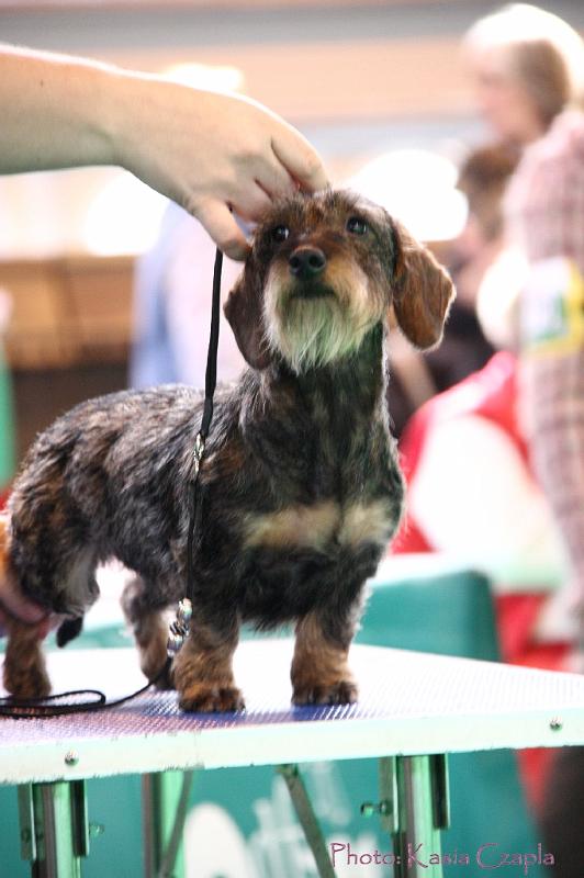 Crufts2011_2 1014.jpg